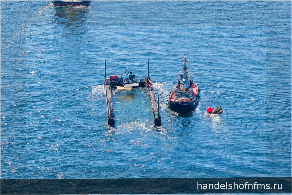 Горбатый кит Тимми снова на свободе в открытом море